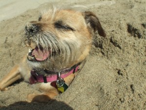 Bebe in-sand Bebe at the beach!