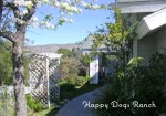 happy-dog-ranch