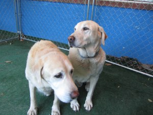 Two older Labs