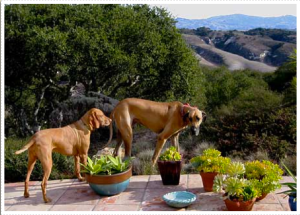 Screen Shot 2013-11-30 at 11.17.59 AM