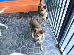 They look like twins, but have different parents!